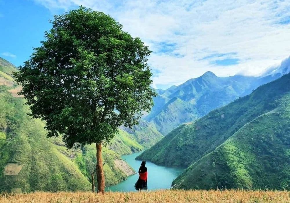 Cây táo mèo cô đơn Tà Xùa giữa khung cảnh núi rừng